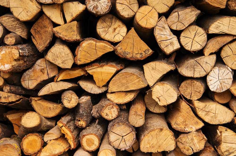 Discover Magazine Don't be a 'kayu'.